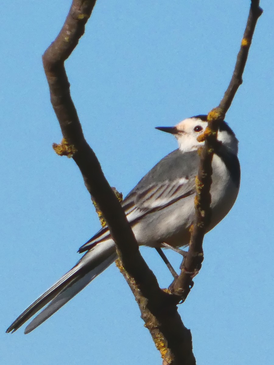 linerle - ML645699414