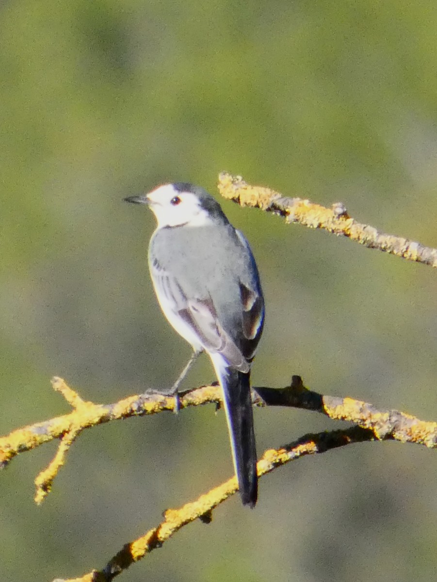 linerle - ML645699415