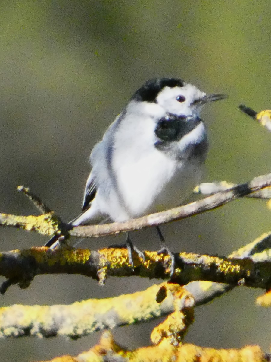 linerle - ML645699416