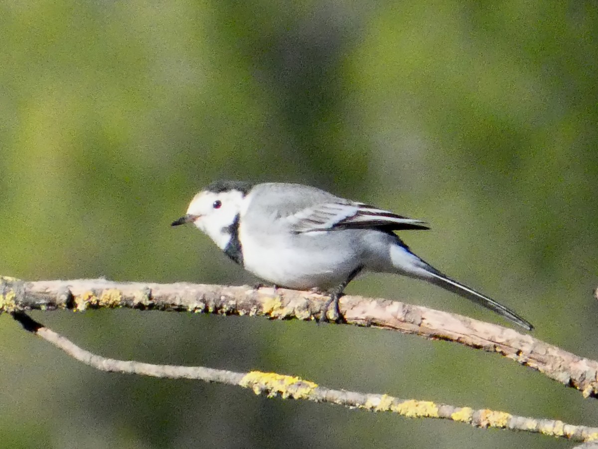 linerle - ML645699417