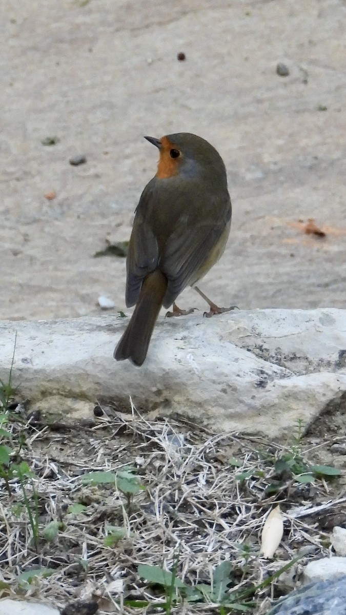 rødstrupe - ML645699418