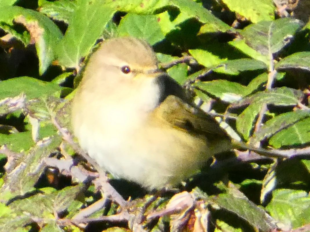 gransanger - ML645699421