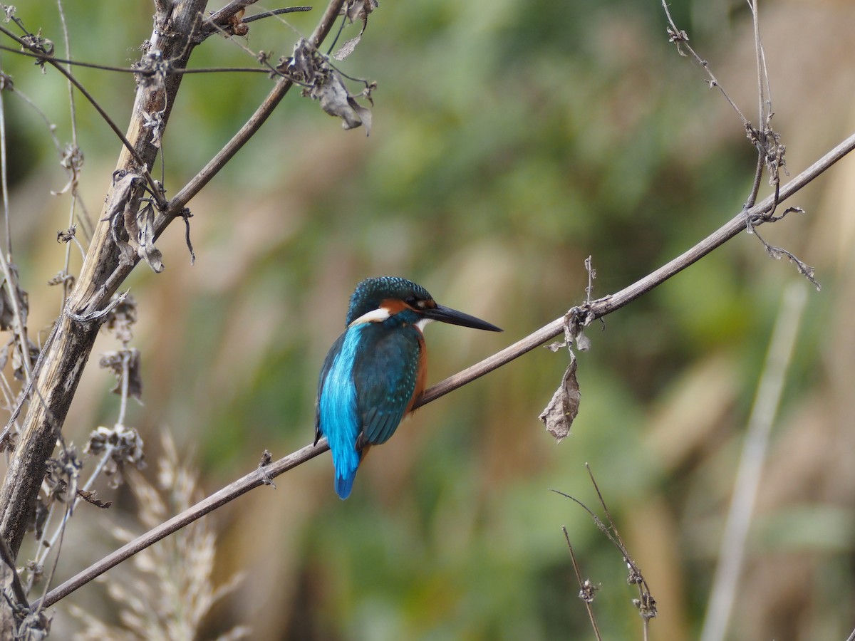 isfugl - ML645699422