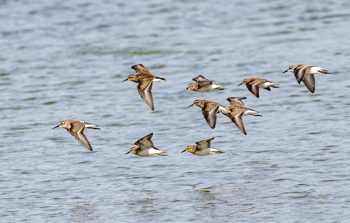 pygmésnipe - ML645699423