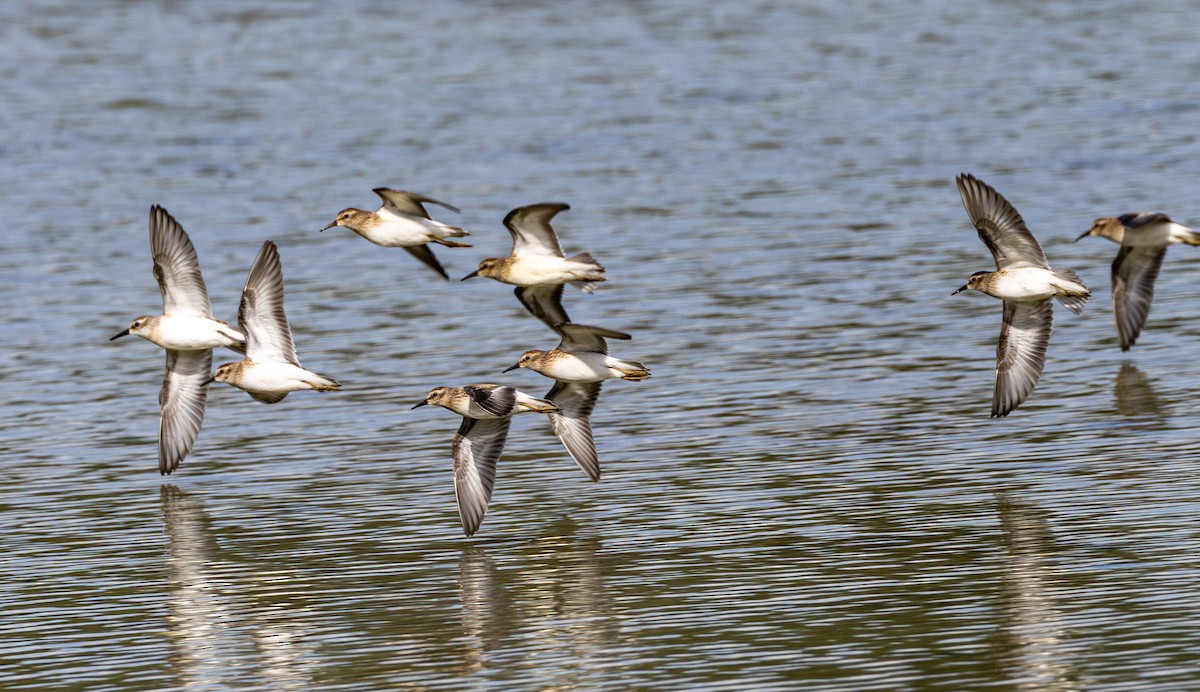 pygmésnipe - ML645699425