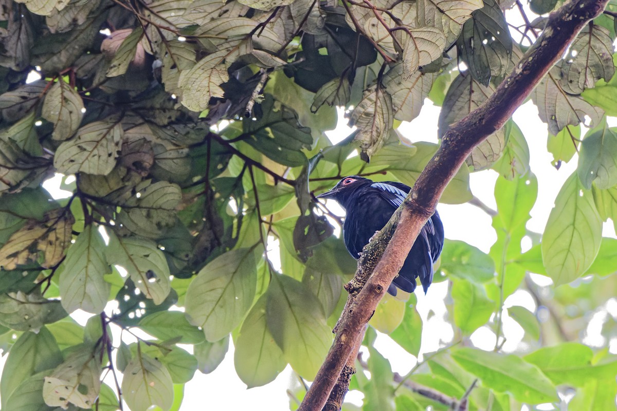 turkiskotsjoa - ML645699426