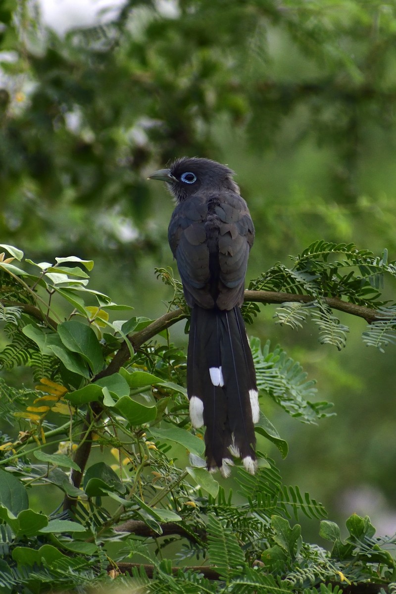 Синеглазая малкоа - ML645699430