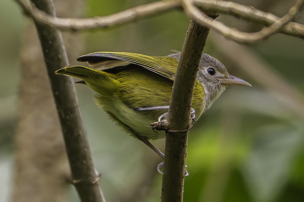 Lesser Greenlet - ML645699432