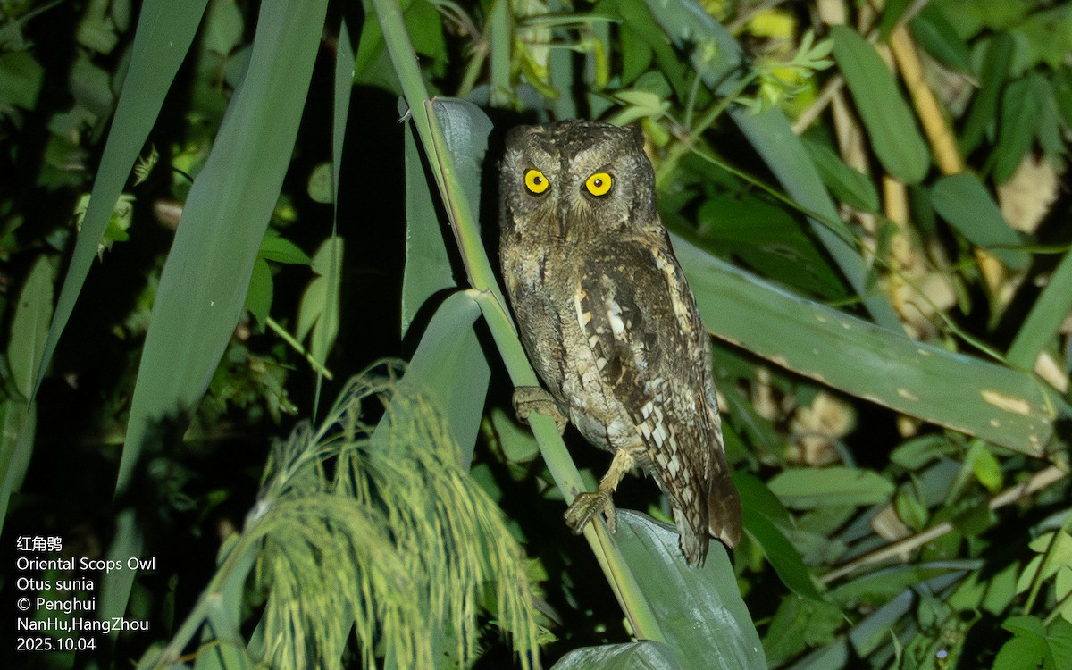 Oriental Scops-Owl - ML645699433