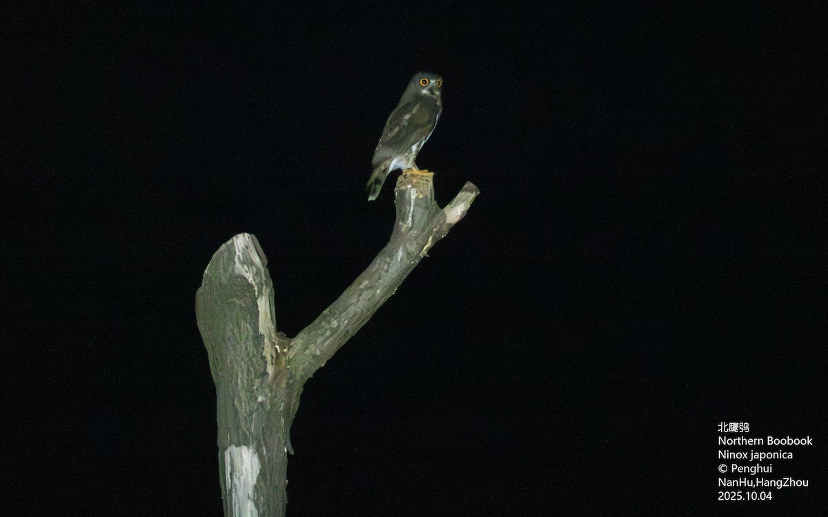 Northern Boobook - ML645699435