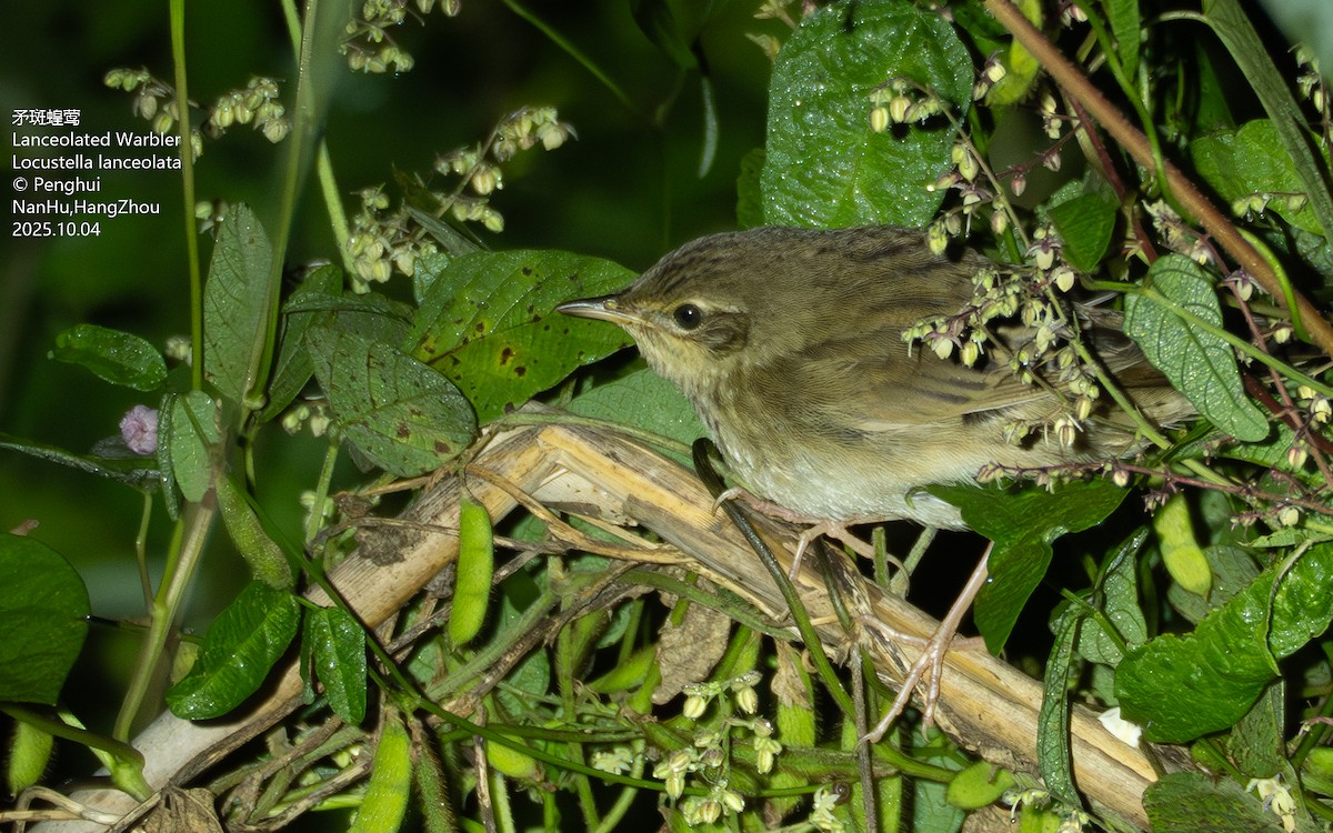 マキノセンニュウ - ML645699437