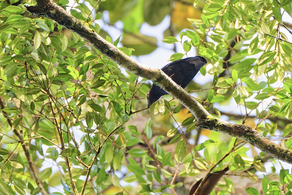 Sumatran Cochoa - ML645699442