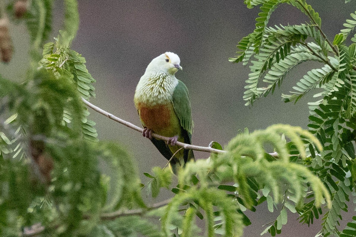 White-capped Fruit-Dove - ML645699443