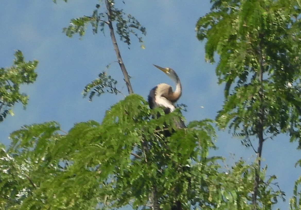 Anhinga roux - ML645699464