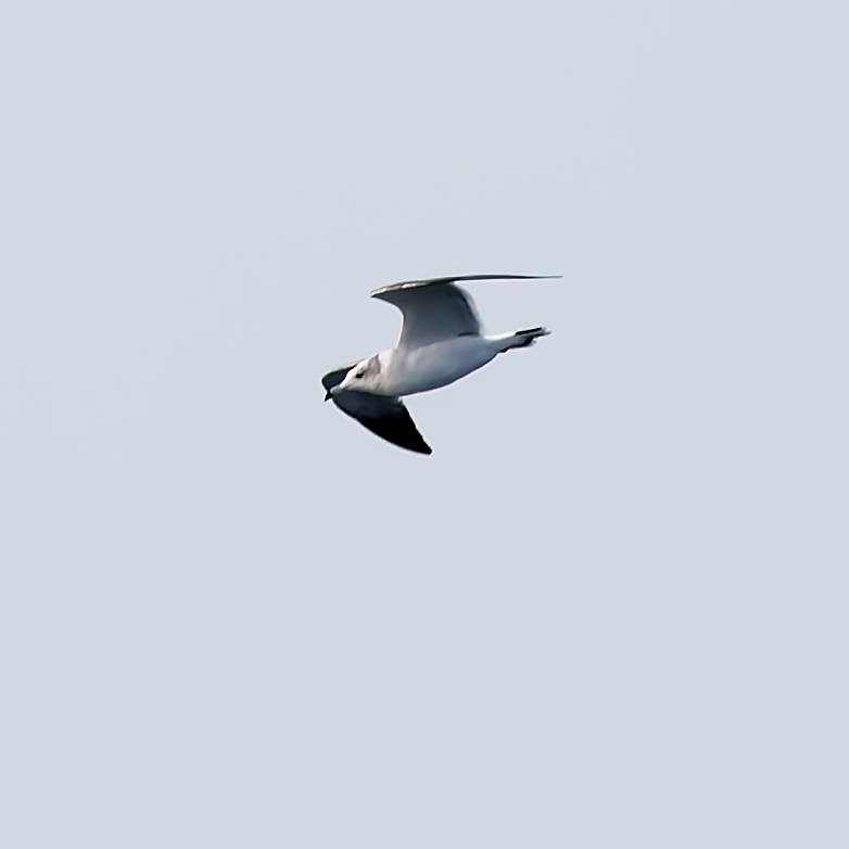 Black-tailed Gull - ML645699465
