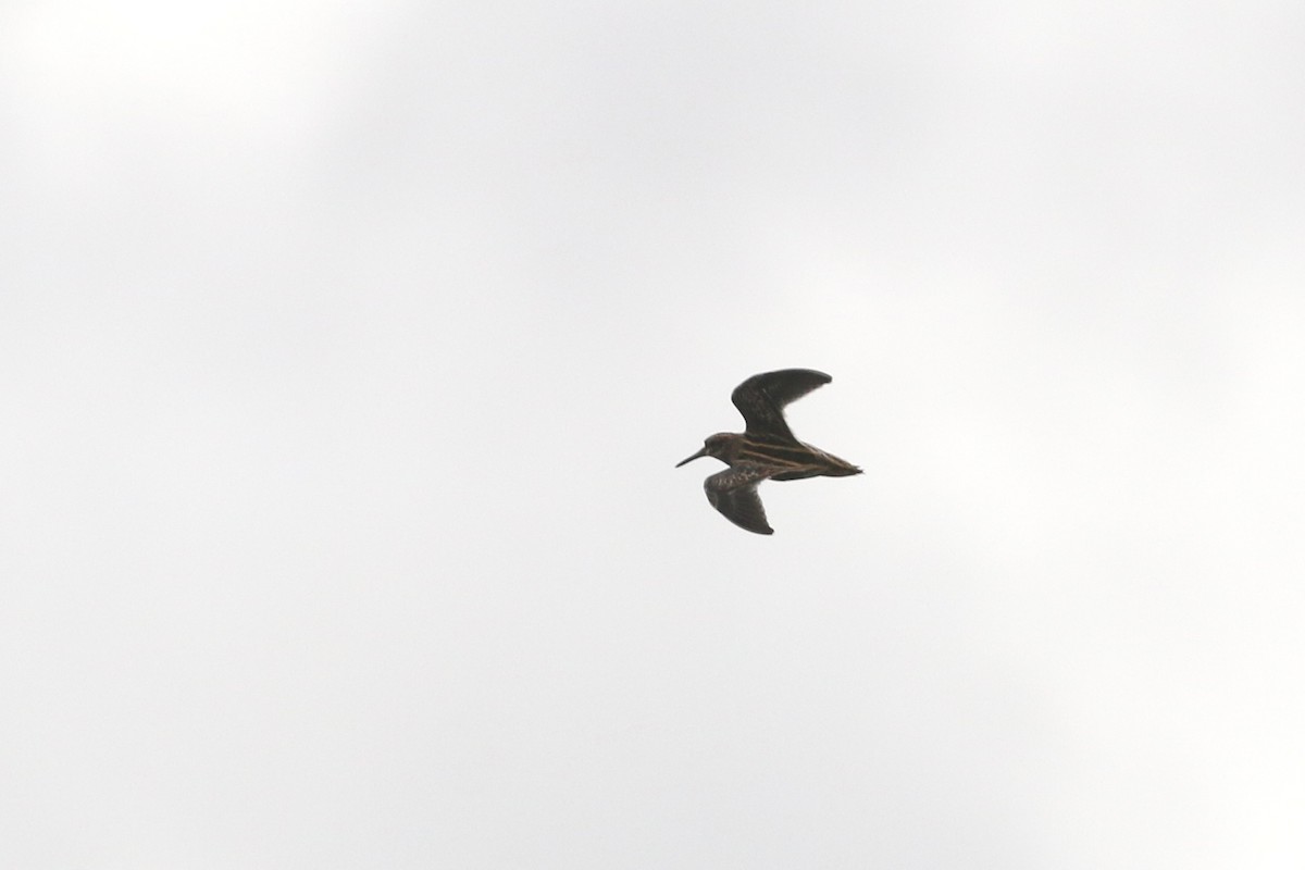 Jack Snipe - ML645699475