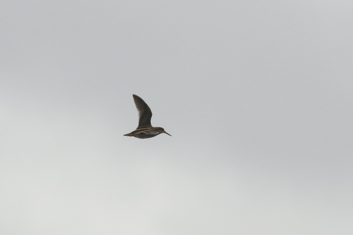 Jack Snipe - ML645699477