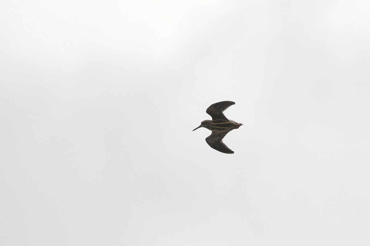 Jack Snipe - ML645699478