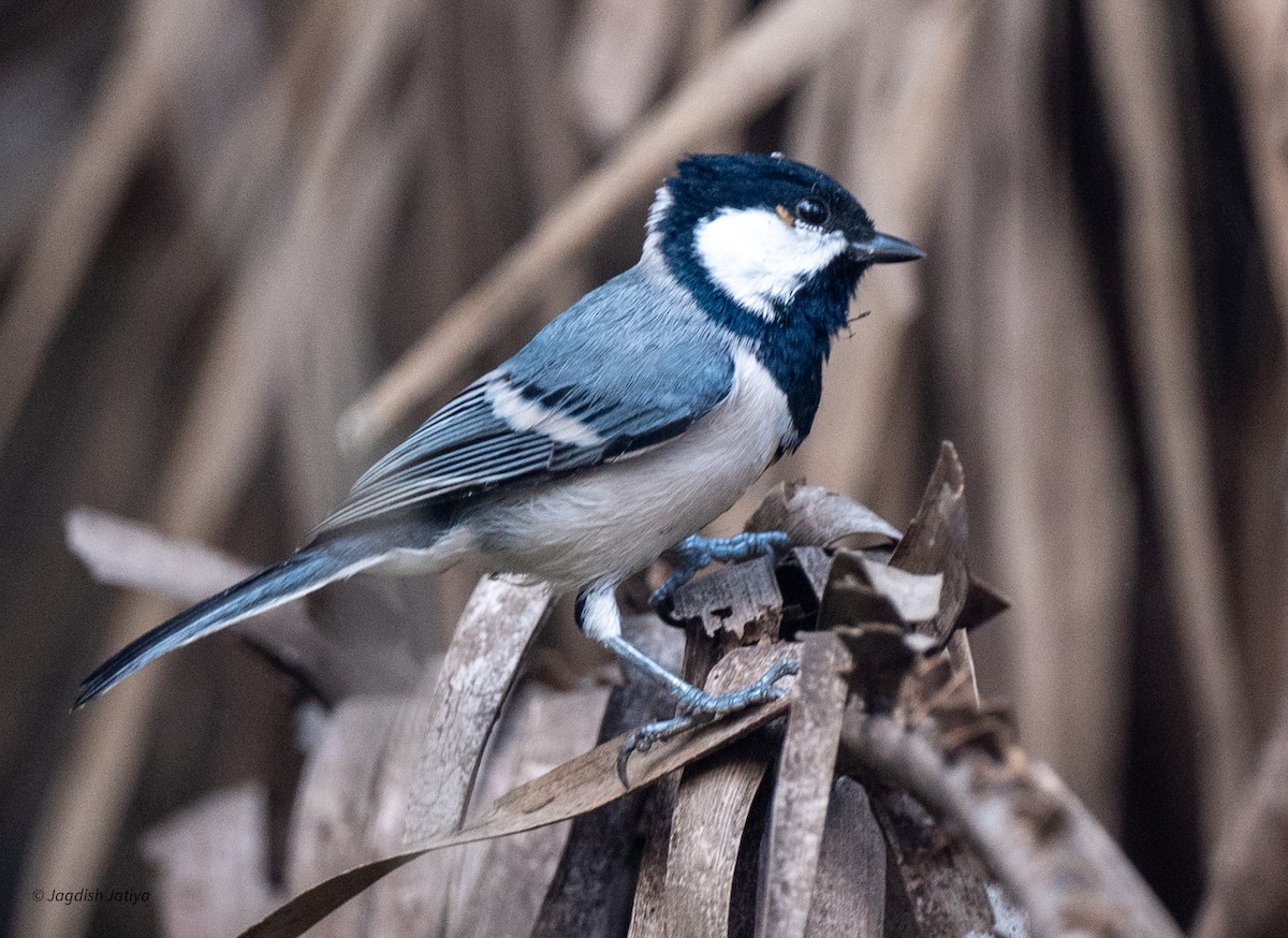 Asian Tit (Cinereous) - ML645699484