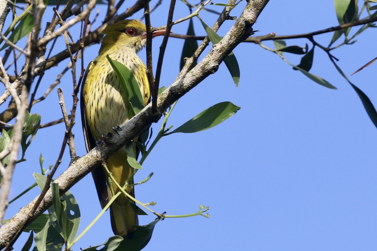 Indian Golden Oriole - ML645699487