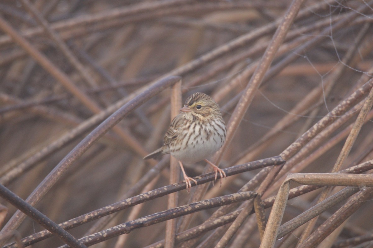 Savannah Sparrow - ML645699494