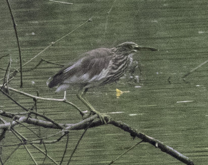 Chinese Pond-Heron - ML645699498