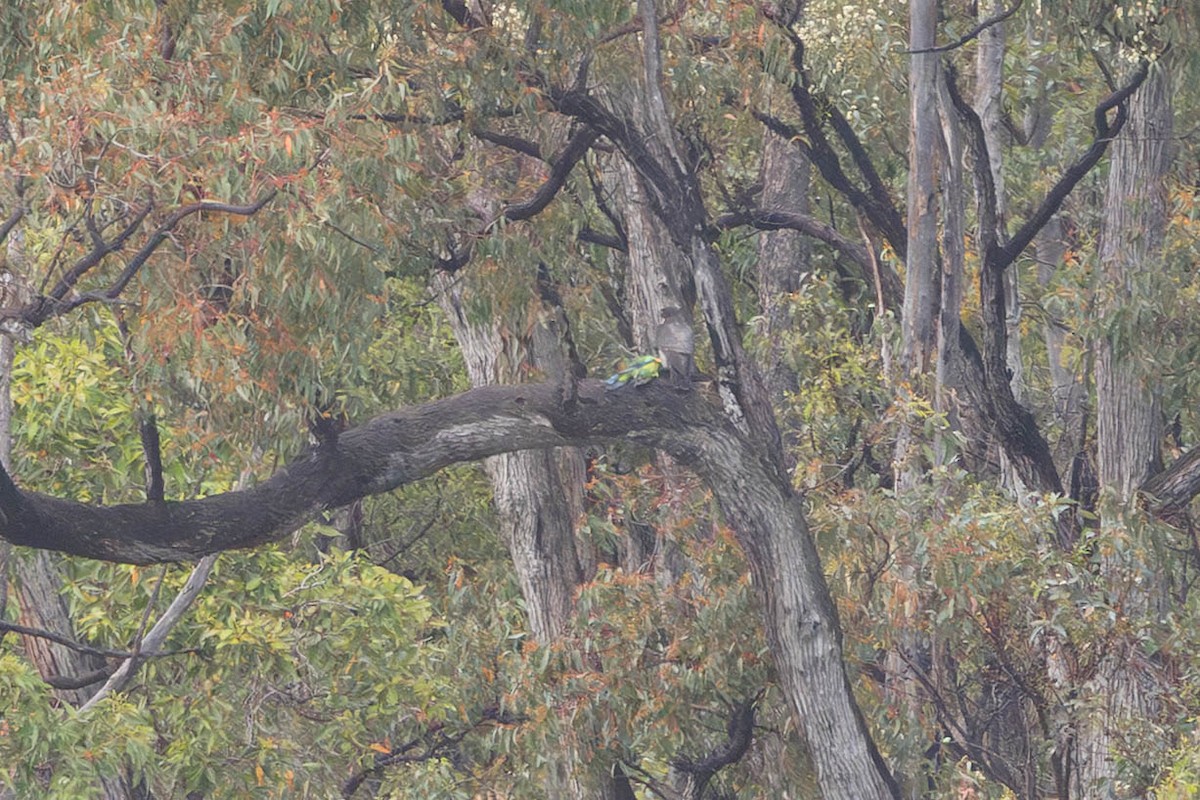 遊隼 - ML645699528