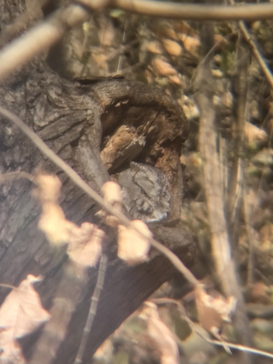 Autillo Yanqui - ML645699529