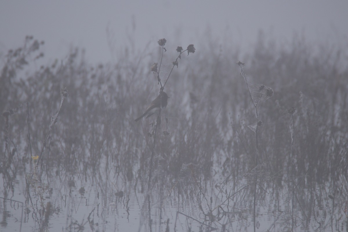 Mosquero Negro - ML645699531