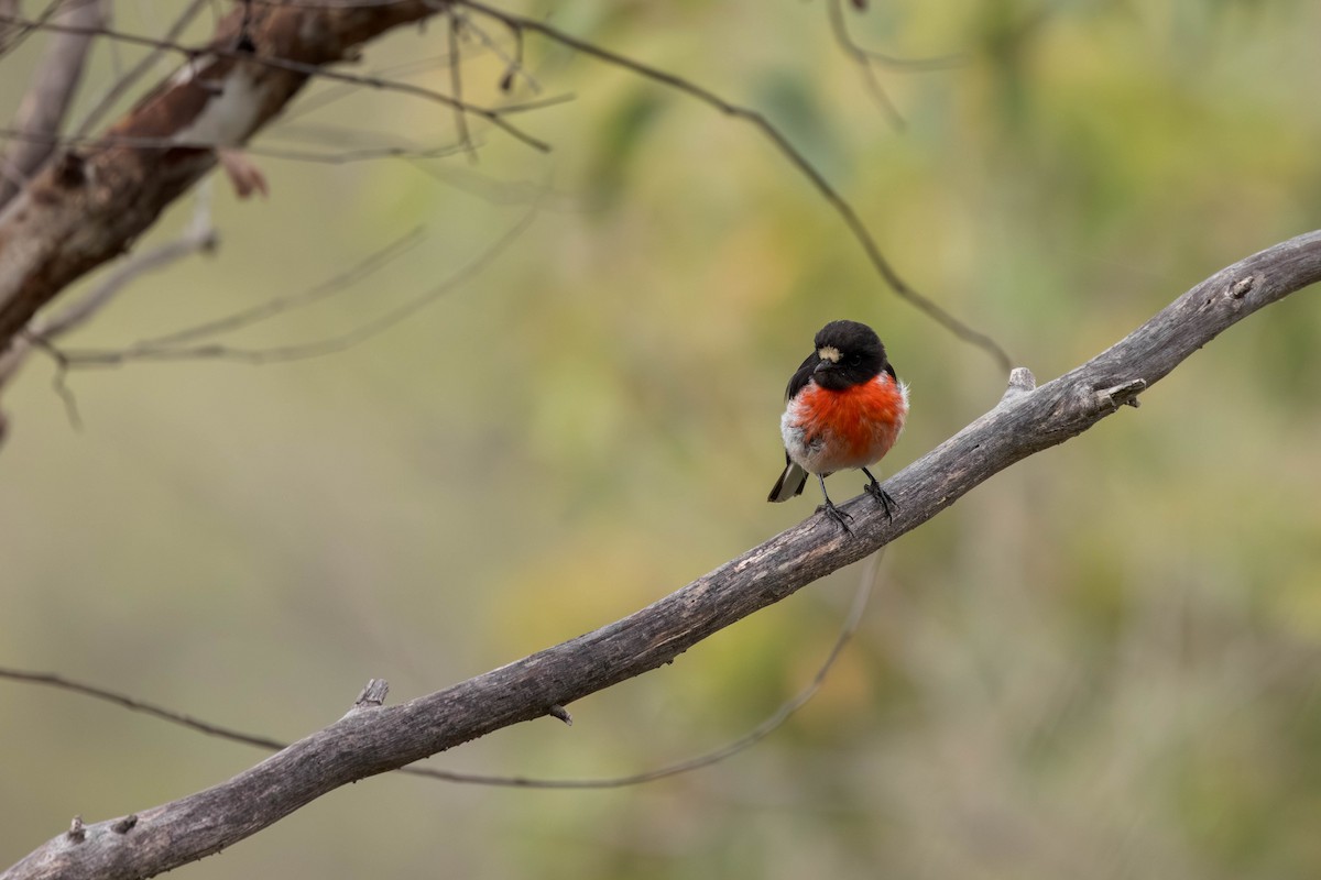 Petroica Escarlata (campbelli) - ML645699532