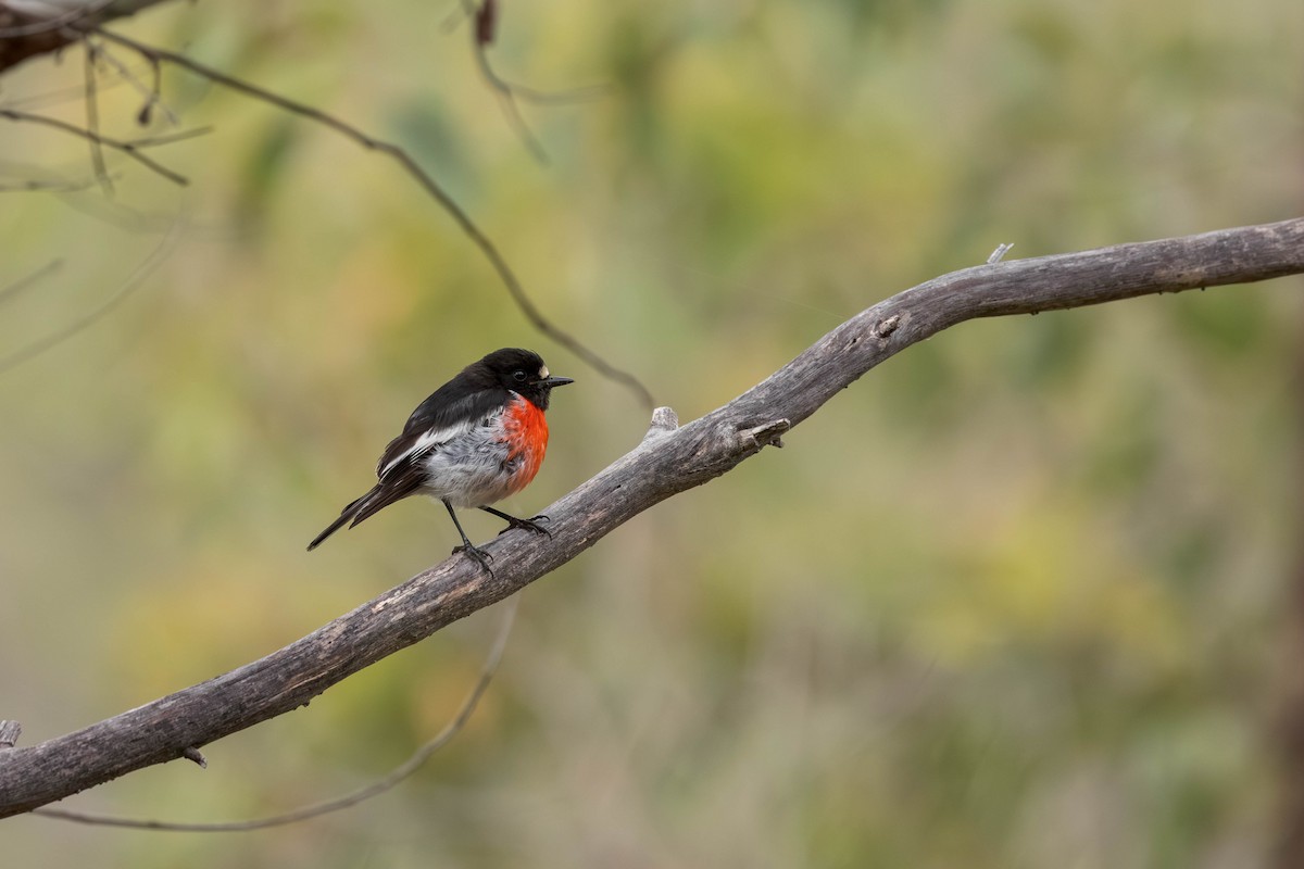 Petroica Escarlata (campbelli) - ML645699533