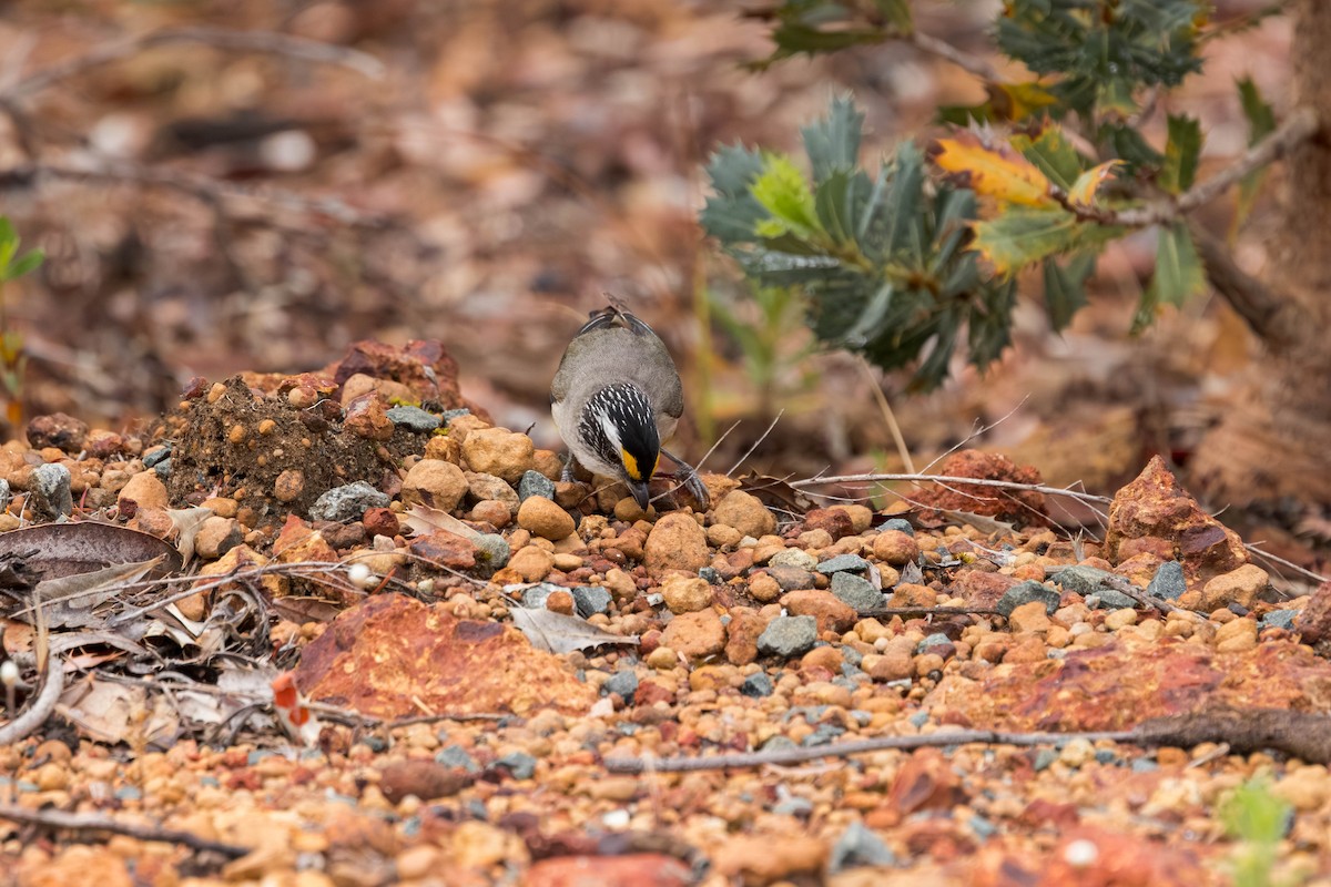 Pardalote Estriado (substriatus) - ML645699534