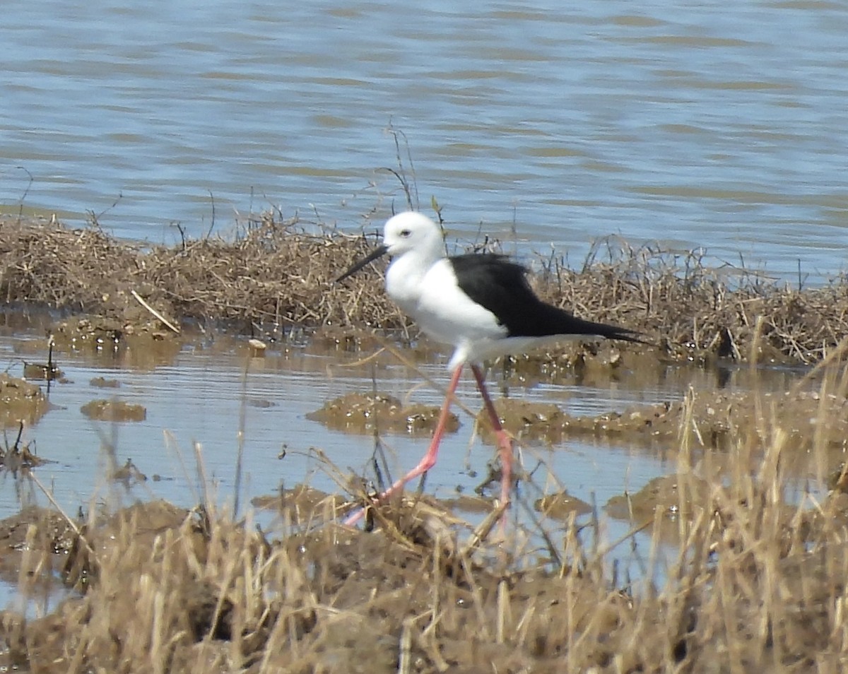 Cigüeñuela Común - ML645699536
