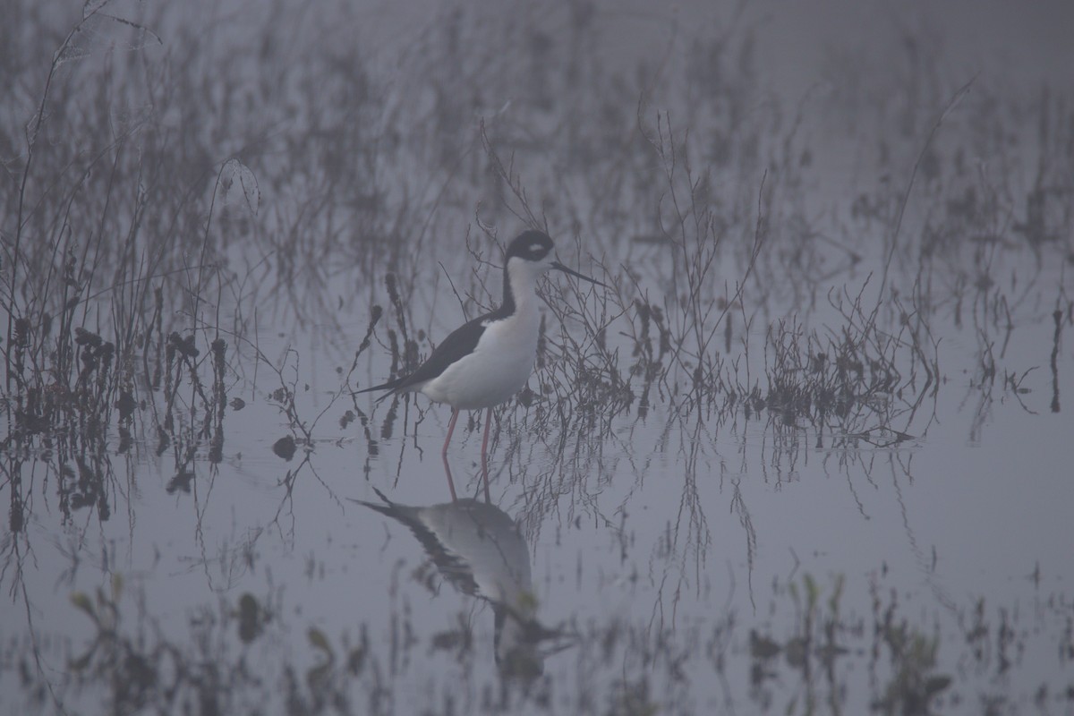 Cigüeñuela Cuellinegra - ML645699537