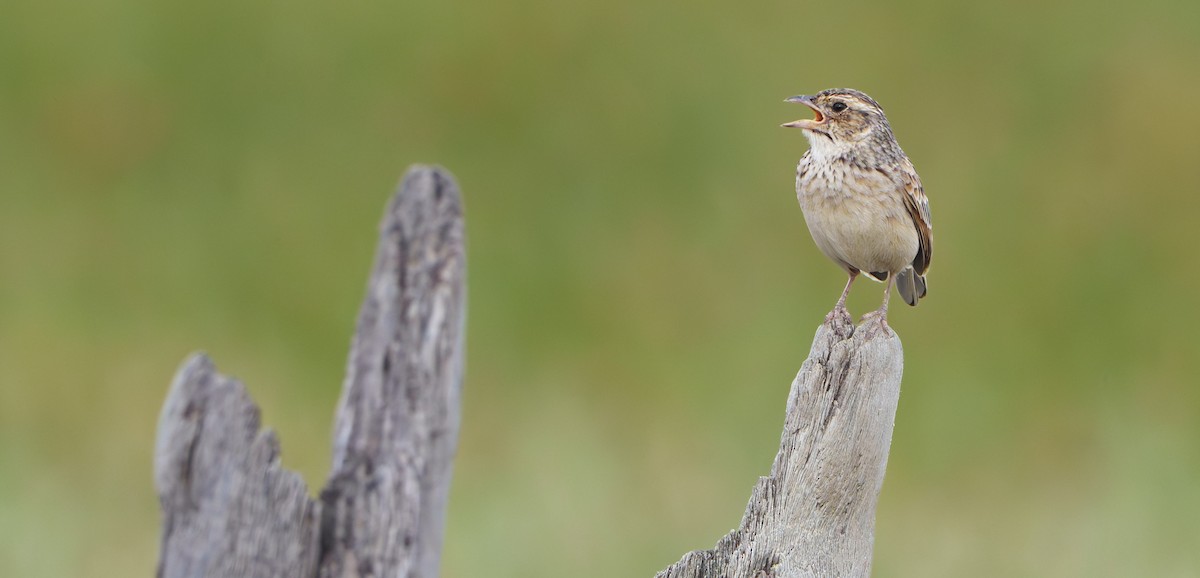 Alondra de Java - ML645699538