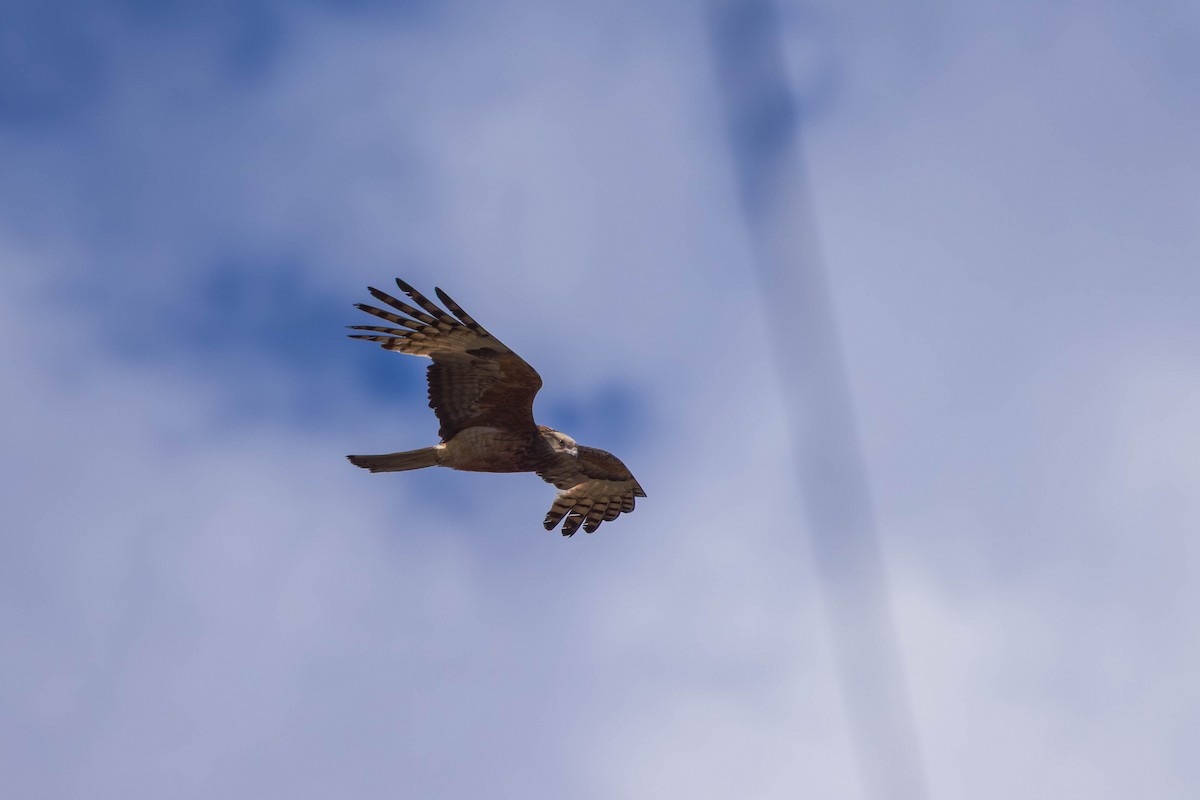 Milano Colicuadrado - ML645699539