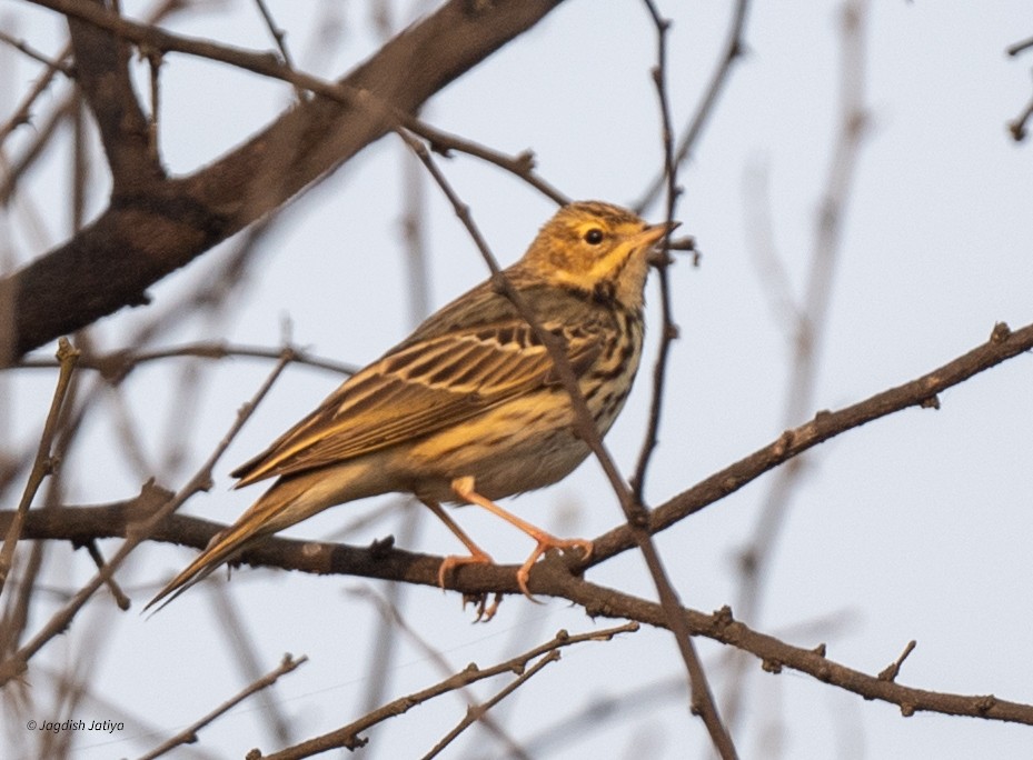 Bisbita Arbóreo - ML645699540