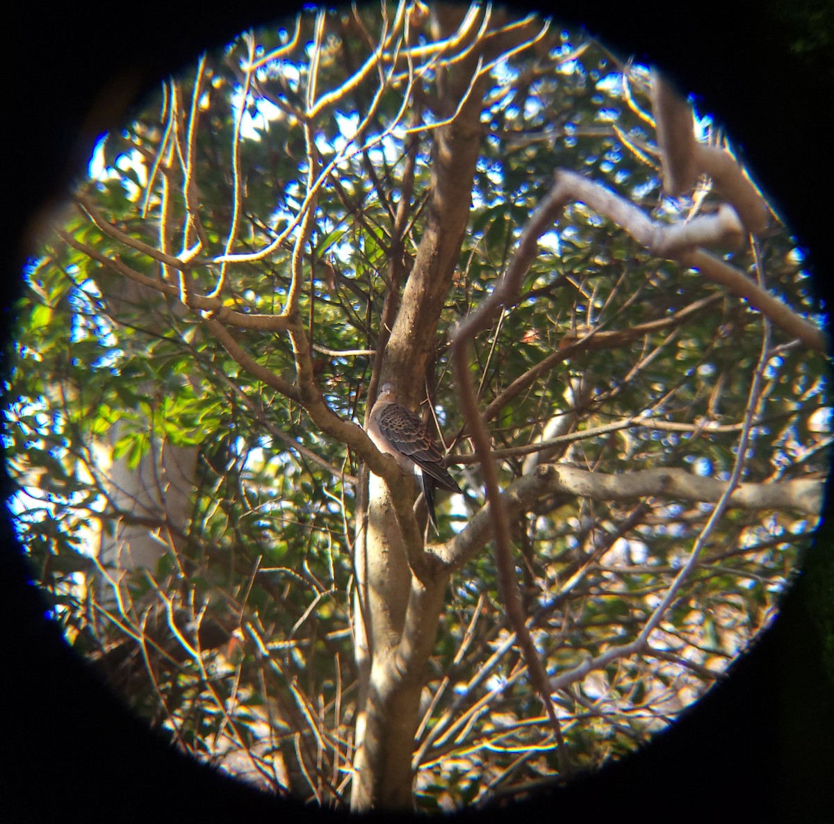 Tórtola Oriental - ML645699541