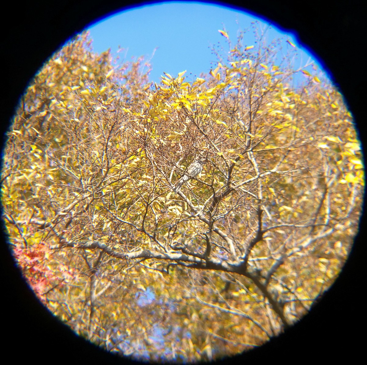 Bulbul Orejipardo - ML645699542