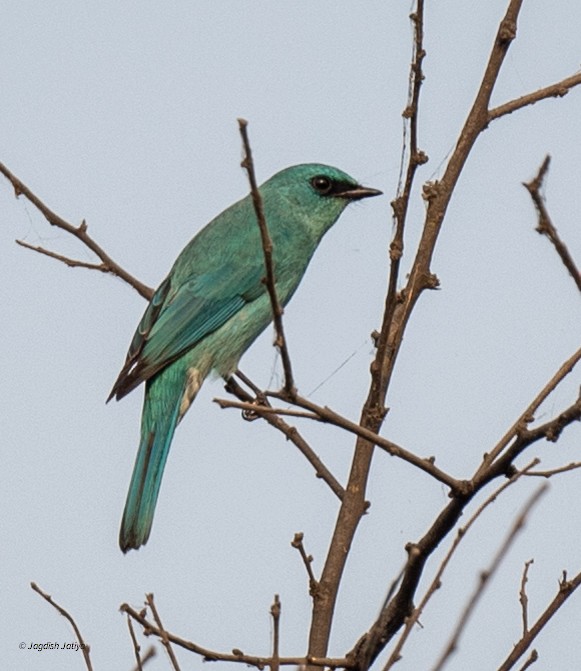 Papamoscas Verdín - ML645699543