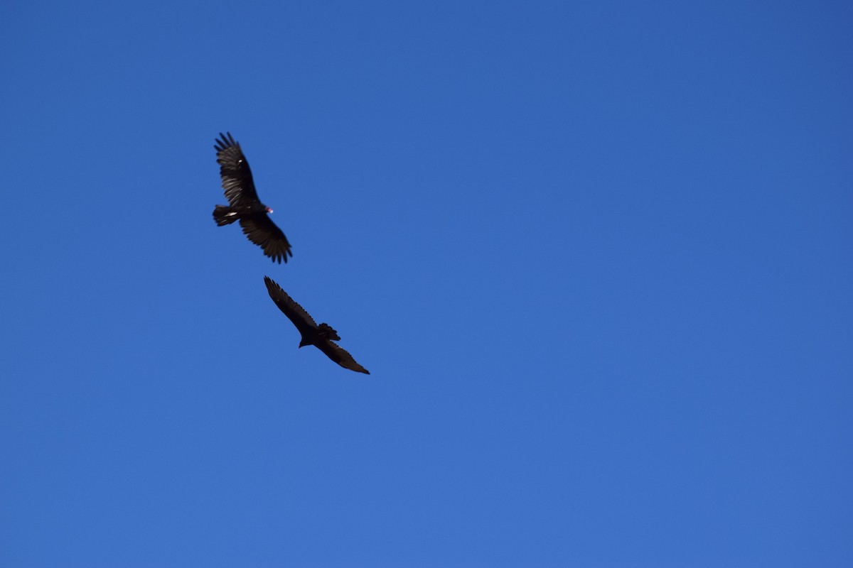 Aura Gallipavo - ML645699544