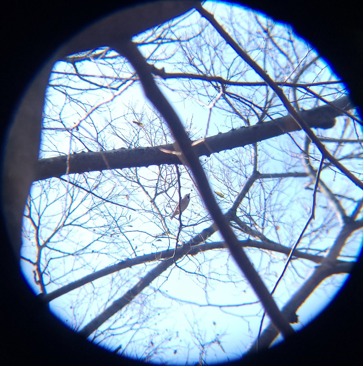 Picogordo Común - ML645699545