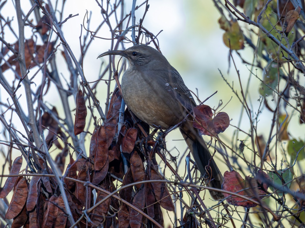 Cuitlacoche Californiano - ML645699546