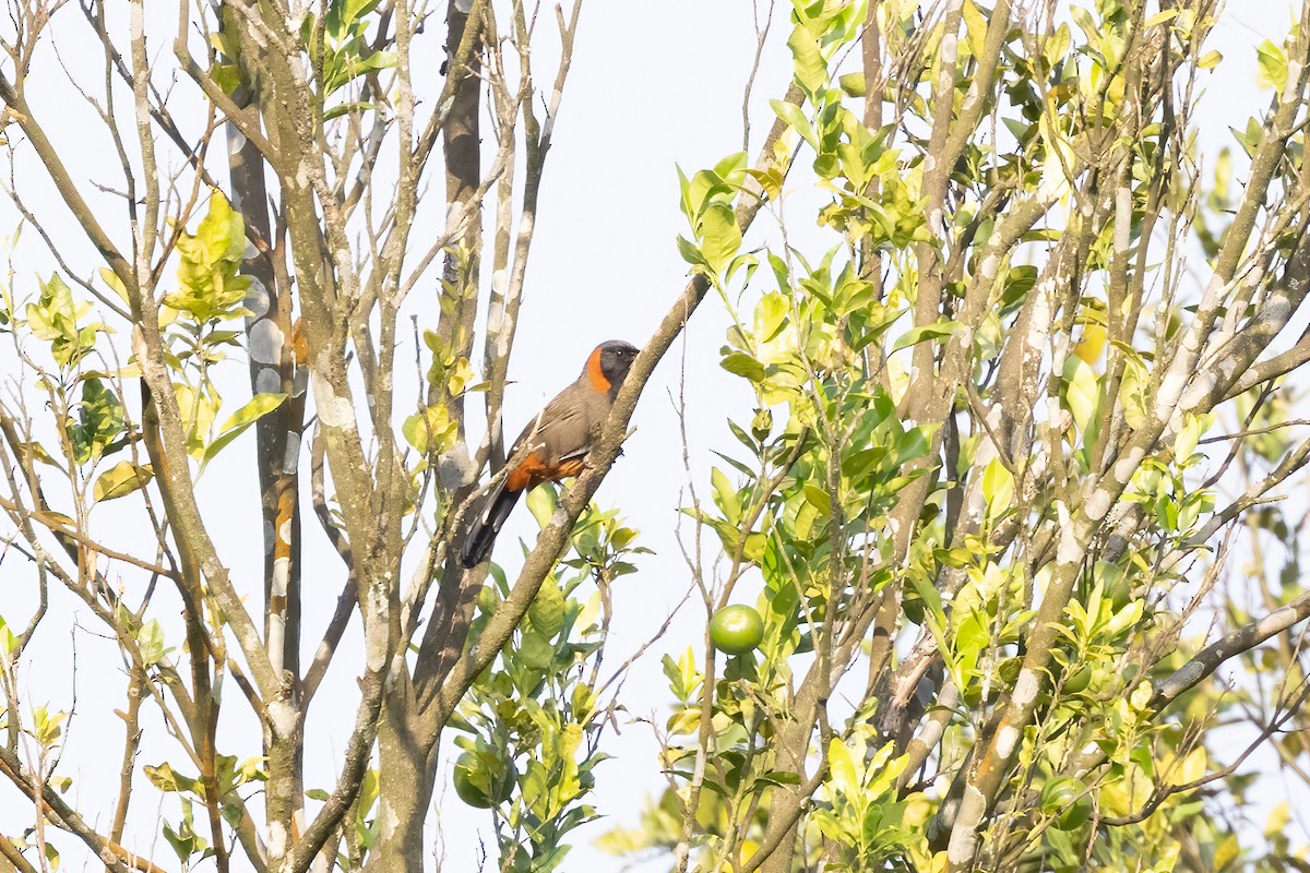 Charlatán Cuellirrufo - ML645699547