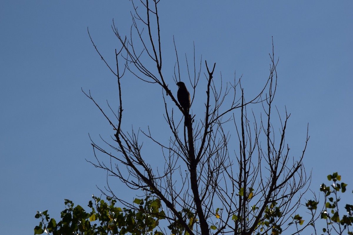 Gavilán de Cooper - ML645699548