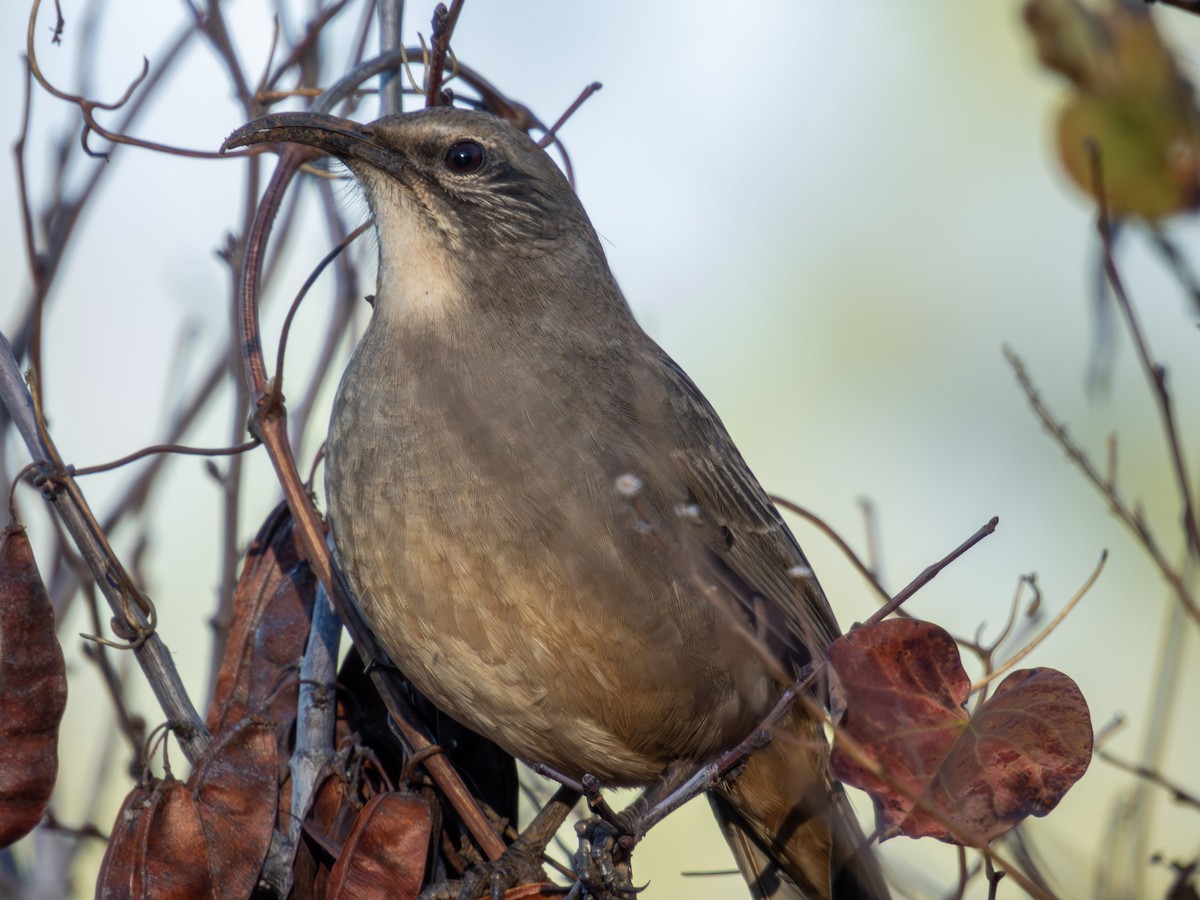 Cuitlacoche Californiano - ML645699549