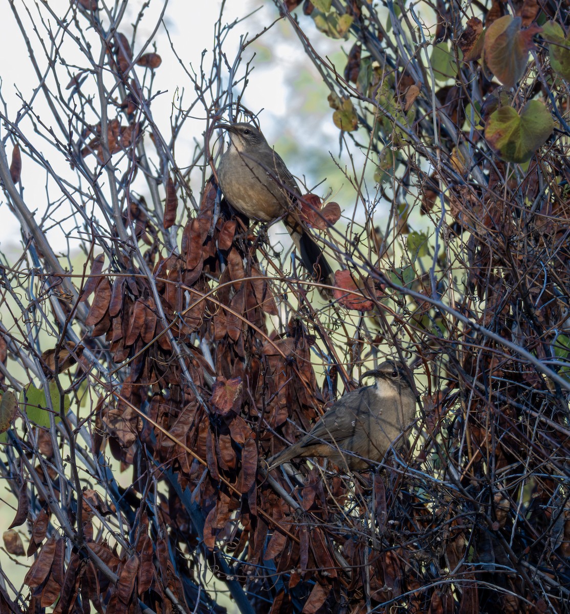 Cuitlacoche Californiano - ML645699550