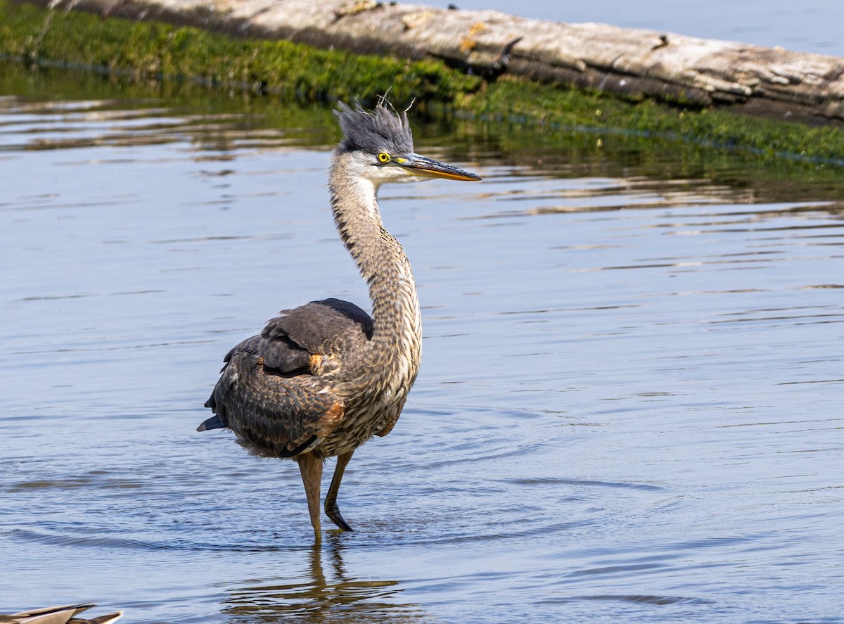 Garza Azulada - ML645699551