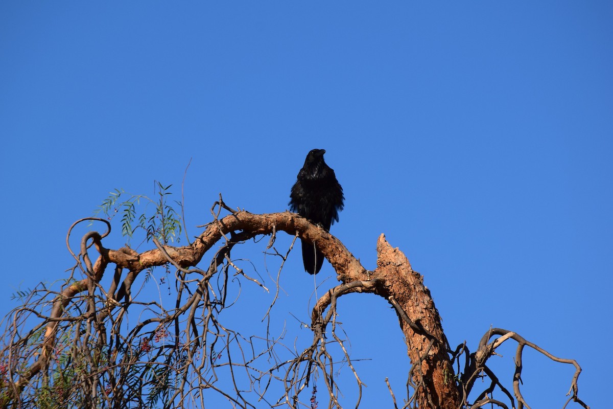 Cuervo Grande - ML645699552