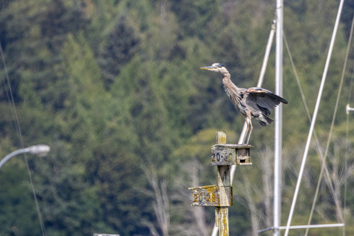 Garza Azulada - ML645699553
